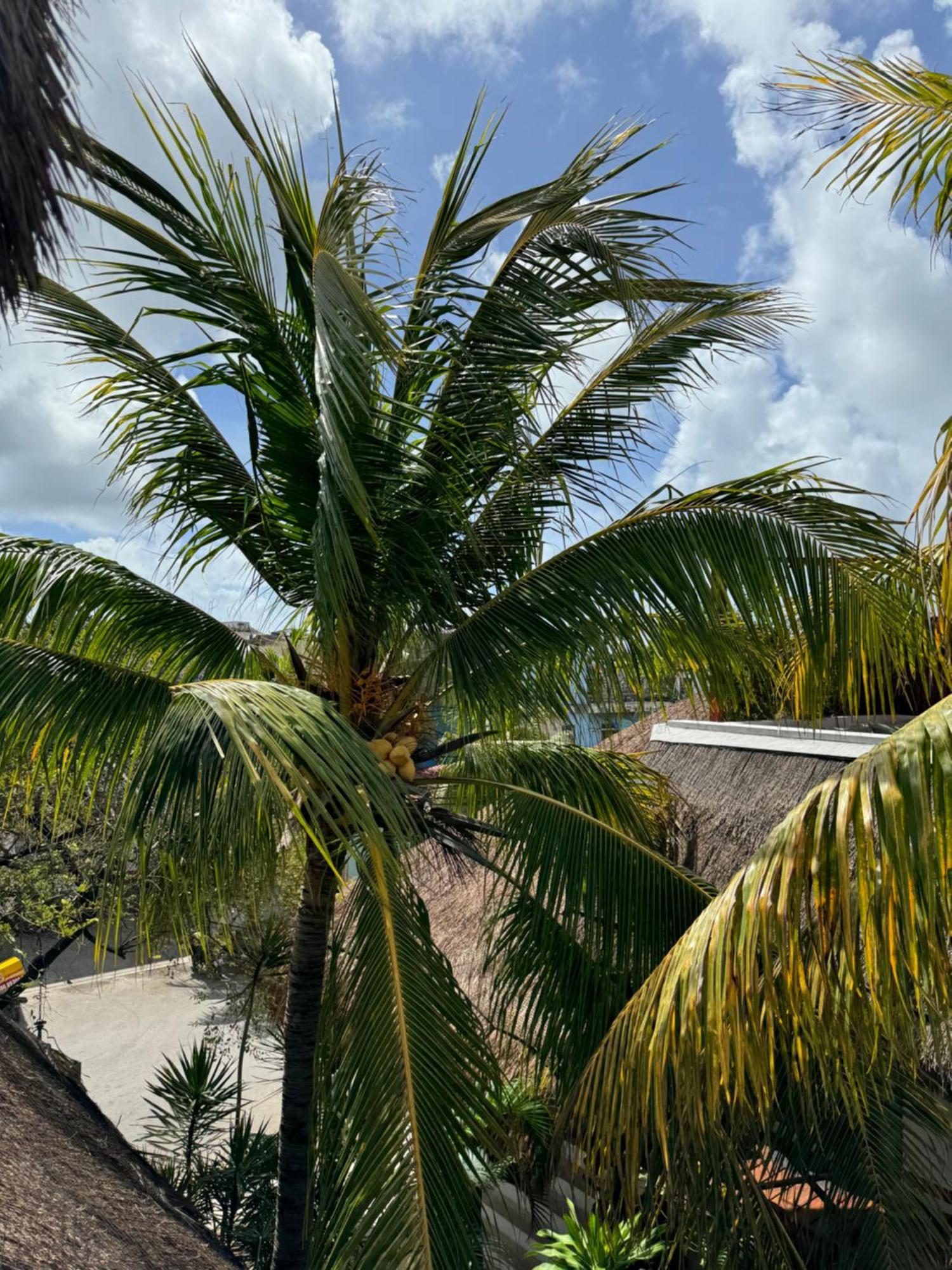 Kin Ha Tulum Hotel 外观 照片